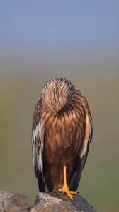 Attēlu rezultāti vaicājumam “Circus aeruginosus”