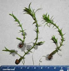 Attēlu rezultāti vaicājumam “Hydrilla verticillata leaf”