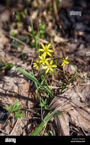 Attēlu rezultāti vaicājumam “Gagea lutea flower”