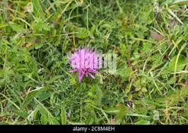 Attēlu rezultāti vaicājumam “Cirsium acaule fruit”