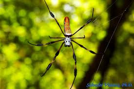 Attēlu rezultāti vaicājumam “Araneidae”
