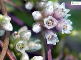 Attēlu rezultāti vaicājumam “Cuscuta europaea fruit”