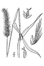 Attēlu rezultāti vaicājumam “Setaria glauca”