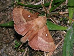 Attēlu rezultāti vaicājumam “Lasiocampa trifolii”