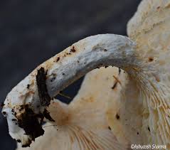 Attēlu rezultāti vaicājumam “Lentinus lepideus”