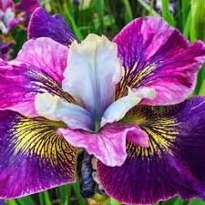 Attēlu rezultāti vaicājumam “Iris sibirica flower”