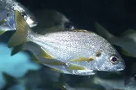 Image result for Pomadasys incisus