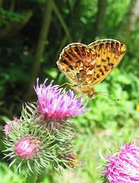Attēlu rezultāti vaicājumam “Boloria titania”