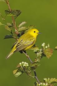 Image result for Dendroica petechia