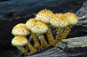 Attēlu rezultāti vaicājumam “Craterium minutum young”