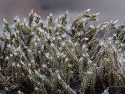 Attēlu rezultāti vaicājumam “Hedwigia ciliata”