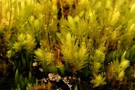 Attēlu rezultāti vaicājumam “Aulacomnium”