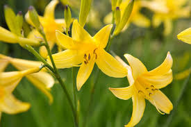 Attēlu rezultāti vaicājumam “Hemerocallis lilioasphodelus”
