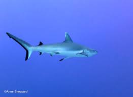Image result for Carcharhinus albimarginatus