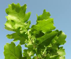 Attēlu rezultāti vaicājumam “Quercus”