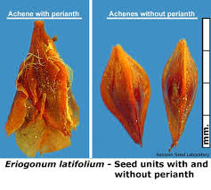 Attēlu rezultāti vaicājumam “Eriophorum latifolium fruit”