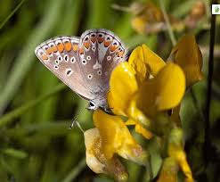 Attēlu rezultāti vaicājumam “Aricia artaxerxes  male”