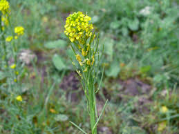 Attēlu rezultāti vaicājumam “Barbarea vulgaris subsp. arcuata flower”