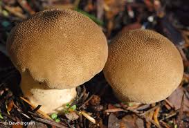 Attēlu rezultāti vaicājumam “Lycoperdon perlatum”