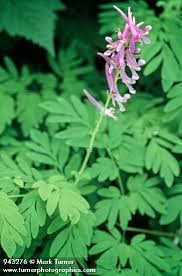 Attēlu rezultāti vaicājumam “Corydalis”