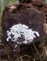 Attēlu rezultāti vaicājumam “Ceratiomyxa fruticulosa sessile”