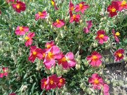 Attēlu rezultāti vaicājumam “Helianthemum x hybridum”