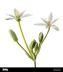 Attēlu rezultāti vaicājumam “Ornithogalum umbellatum flower”