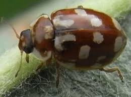 Attēlu rezultāti vaicājumam “Myrrha octodecimguttata”