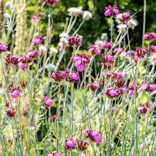 Image result for Dianthus carthusianorum