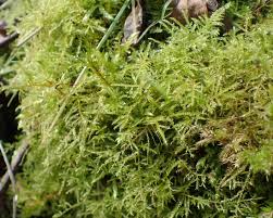 Attēlu rezultāti vaicājumam “Hygroamblystegium humile”