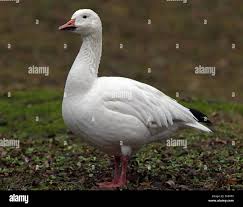 Image result for Anser caerulescens