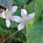 Attēlu rezultāti vaicājumam “Rubus caesius flower”