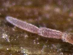 Attēlu rezultāti vaicājumam “Heteromurus nitidus”