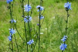 Image result for Zichorie