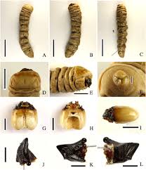 Attēlu rezultāti vaicājumam “Craterium leucocephalum var. scyphoides stalked”