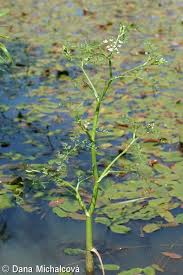 Attēlu rezultāti vaicājumam “Oenanthe aquatica fruit”