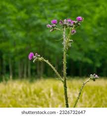 Attēlu rezultāti vaicājumam “Cirsium palustre fruit”