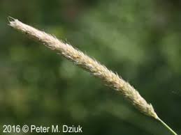 Attēlu rezultāti vaicājumam “Alopecurus pratensis fruit”