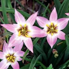 Attēlu rezultāti vaicājumam “Betula humilis female flower”