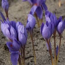 Attēlu rezultāti vaicājumam “Crocus speciosus”