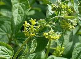 Attēlu rezultāti vaicājumam “Vincetoxicum hirundinaria flower”