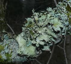 Attēlu rezultāti vaicājumam “Platismatia glauca”