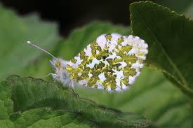 Attēlu rezultāti vaicājumam “Anthocharis cardamines underside”