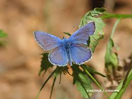 Attēlu rezultāti vaicājumam “Polyommatus icarus male”