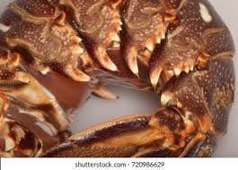 Image result for Palinurus elephas