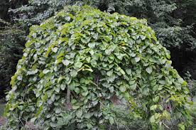 Attēlu rezultāti vaicājumam “Ulmus glabra”