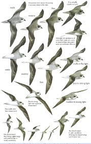 Image result for Pterodroma feae