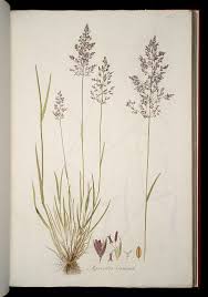 Attēlu rezultāti vaicājumam “Agrostis canina”