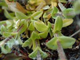 Attēlu rezultāti vaicājumam “Cerastium semidecandrum bud”