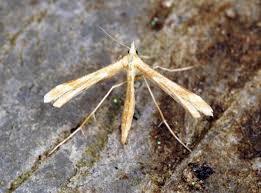 Attēlu rezultāti vaicājumam “Platyptilia sp.”